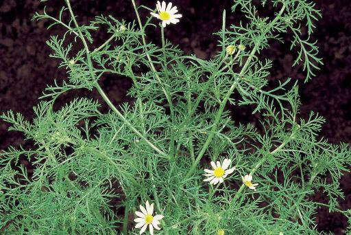Stinking Mayweed
